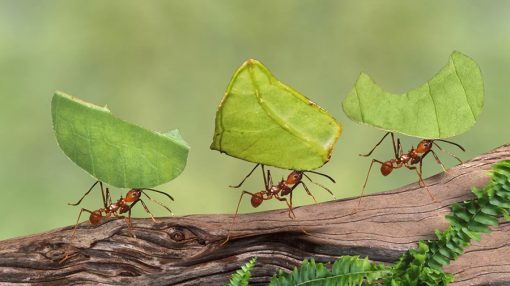 Kako se na prirodan način riješiti mrava u domu